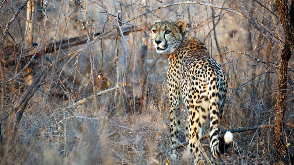 South Africa Cheetah near the Karongwe River