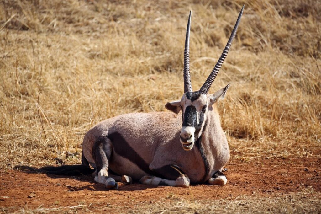 South Africa Gemsbok (Oryx) near Krugersdorp