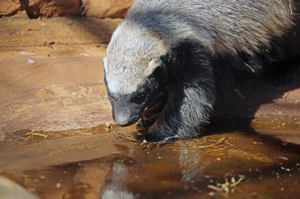 South Africa Honey Badger