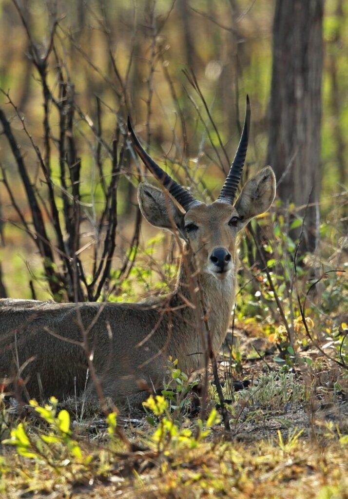 Southern Reedbuck 1