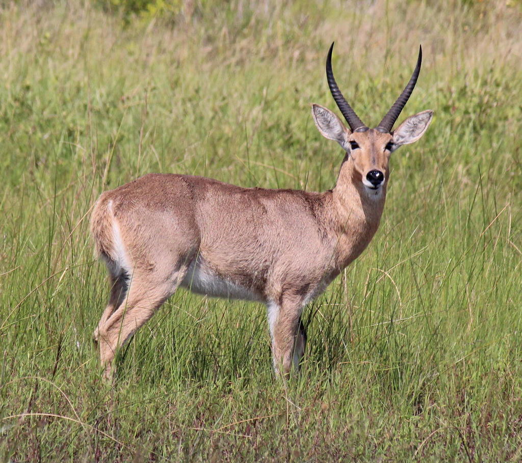 Southern Reedbuck 2