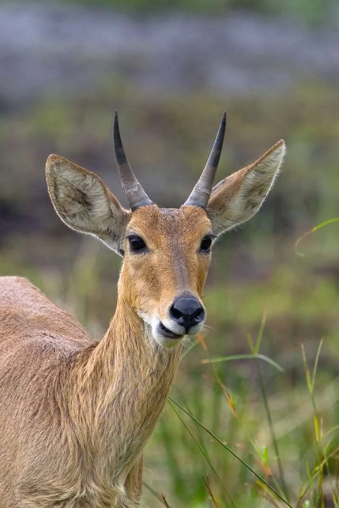 Southern Reedbuck 3