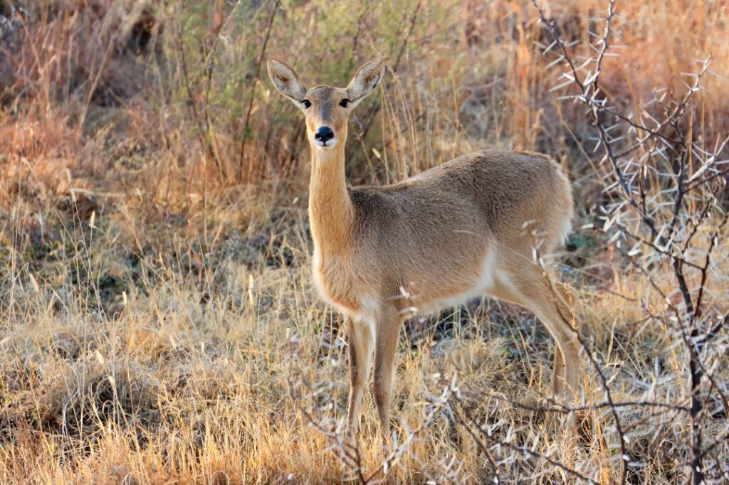 Southern reedbuck in natural habitat, South Africa