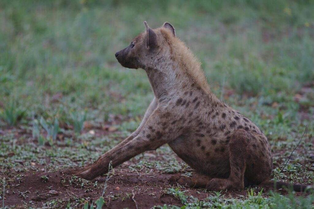 Spotted Hyena Gevlekte Hiëna