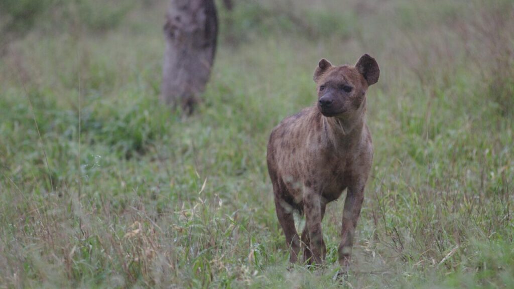Spotted Hyena in South African Wilderness
