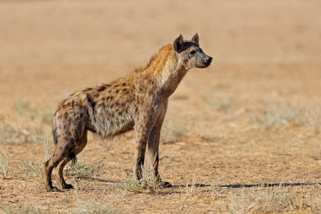 Spotted hyena in natural habitat, Kalahari desert