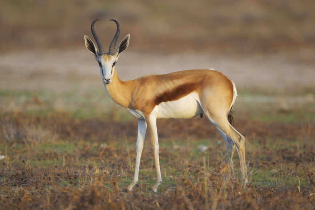 Springbok 1