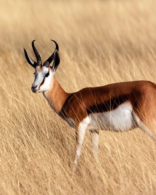 Springbok 2