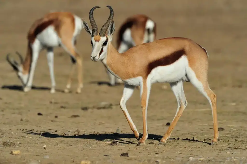 Springbok 3