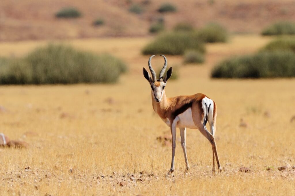 Springbok 4