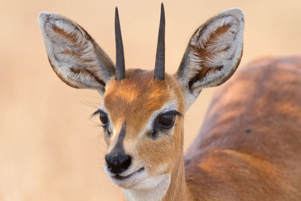 Steenbok 1