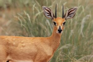 Steenbok 2