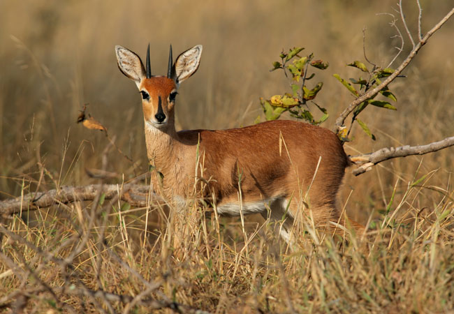 Steenbok 3