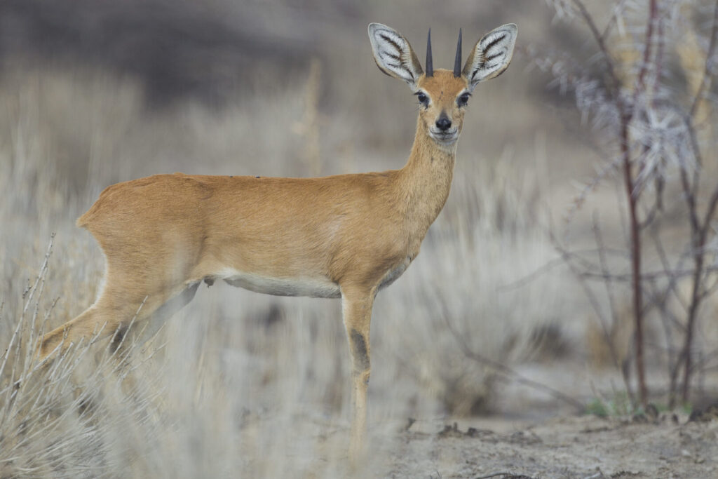 Steenbok Raphicerus campestris male