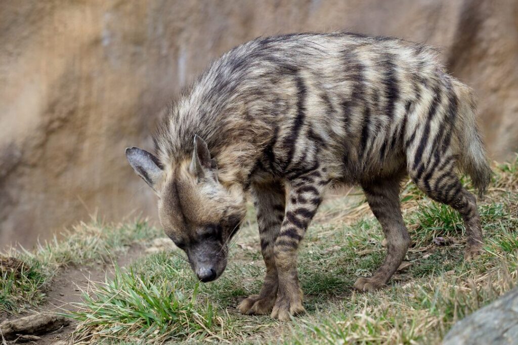Striped Hyena 1