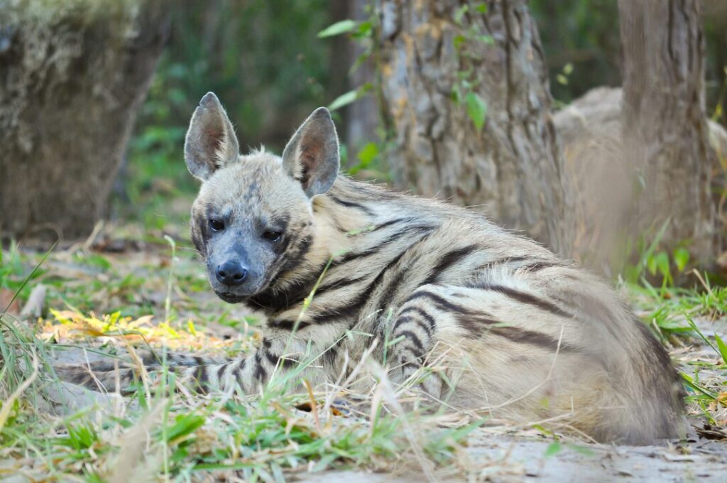 Striped Hyena 2