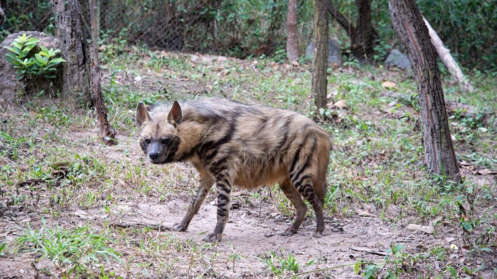 Striped Hyena 3