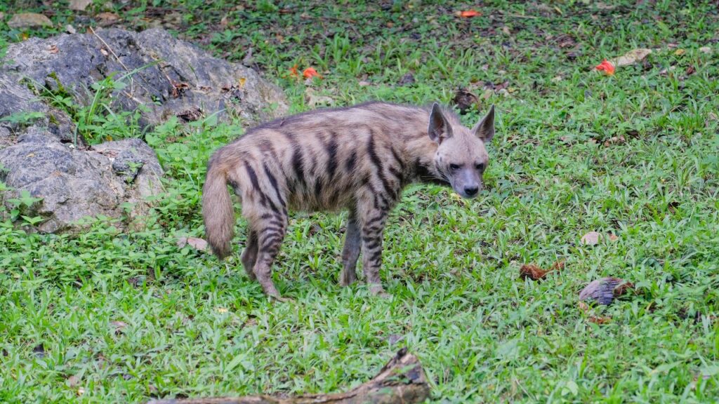 Striped Hyena 4