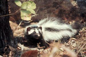 Striped Polecat 1