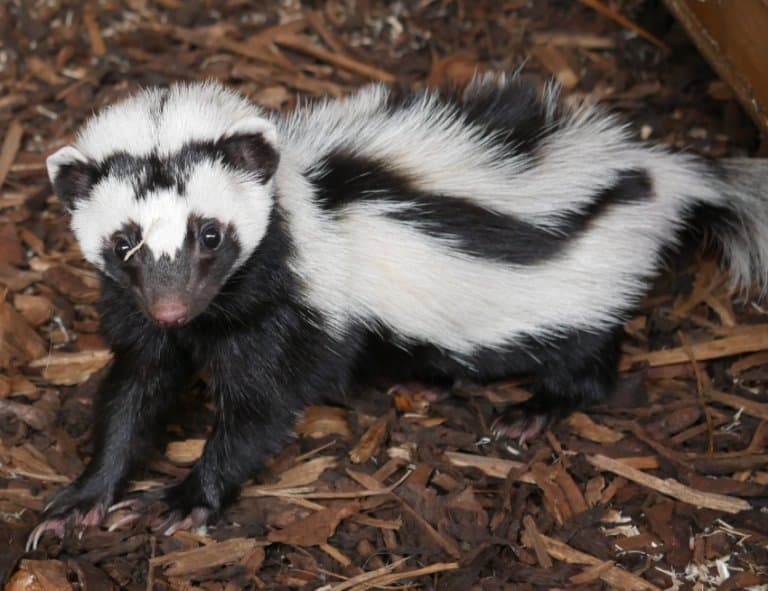 Striped Polecat 2