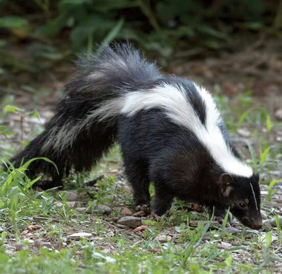 Striped Polecat 3