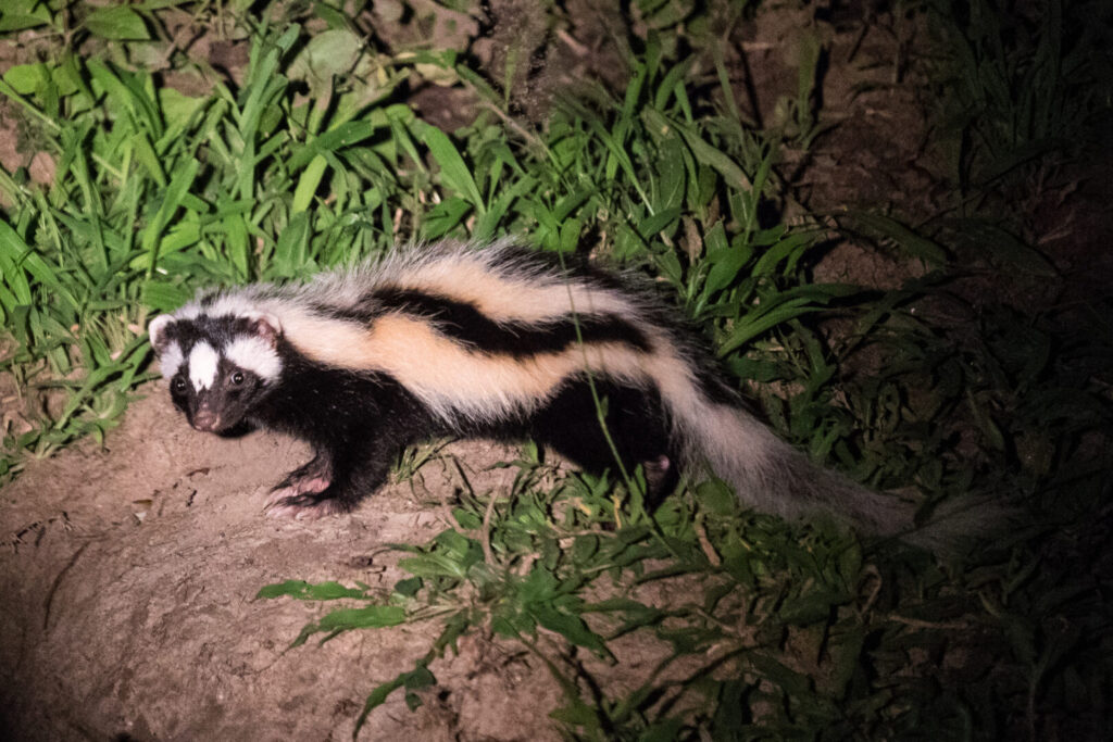 Striped Polecat 4