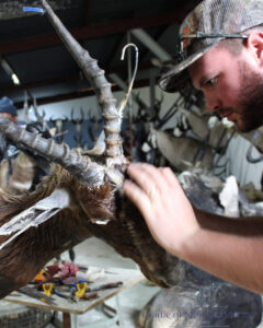 Taxidermy Workshop 02