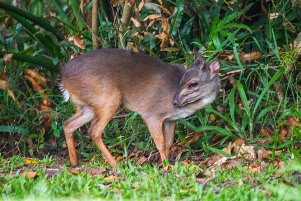 The blue duiker (Philantomba monticola)