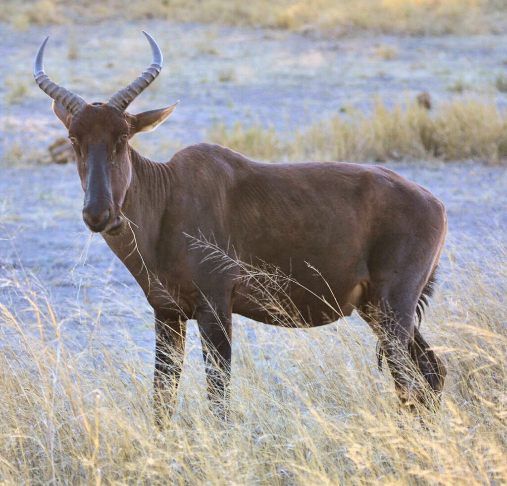 Tsessebe Basterhartbees 1