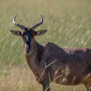 Tsessebe Basterhartbees 2