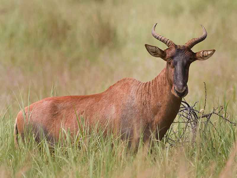 Tsessebe Basterhartbees 3