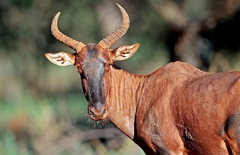 Tsessebe Basterhartbees 4