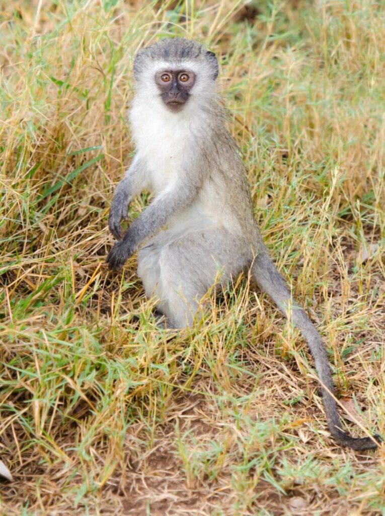Vervet Monkey South Africa 1