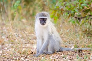 Vervet Monkey South Africa 2