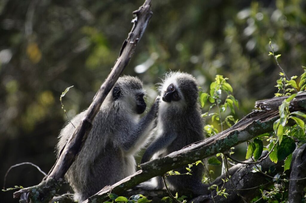 Vervet Monkey, South Africa 3