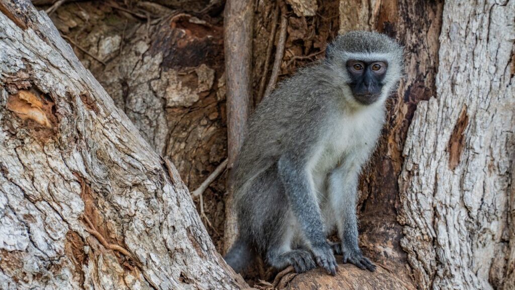 Vervet Monkeys in South Africa