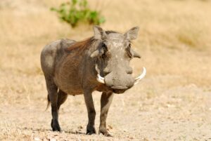 Warthog 1