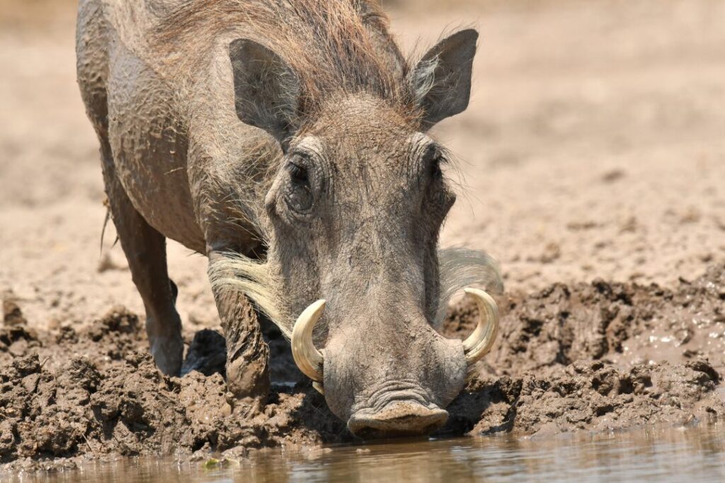 Warthog 2
