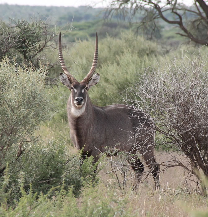 Waterbok 1