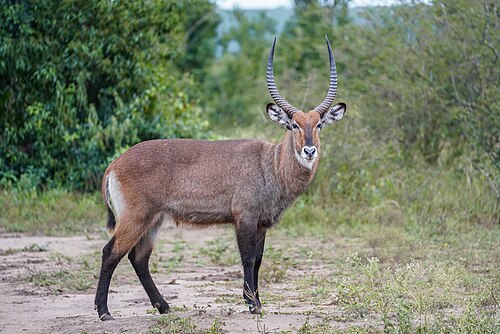 Waterbok 2