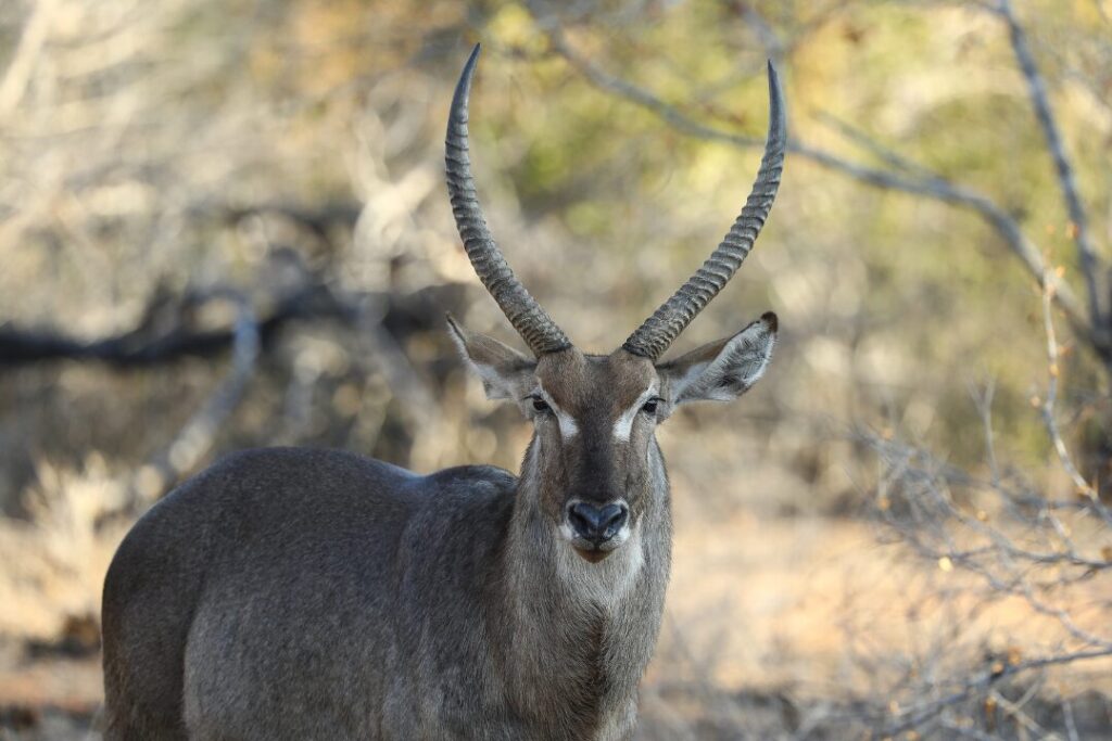 Waterbuck 1