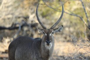 Waterbuck 1