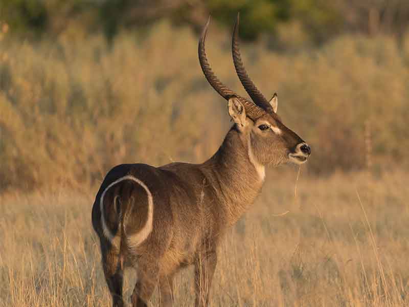Waterbuck 2