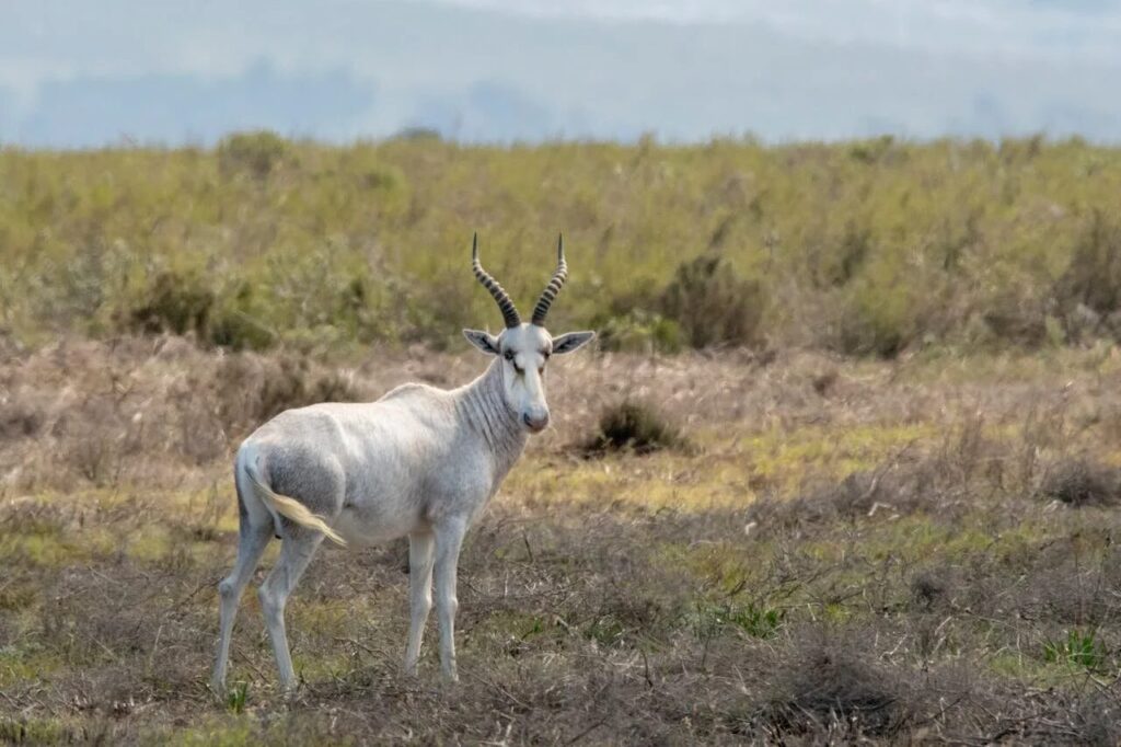 White Blesbok Wit Blesbok 1