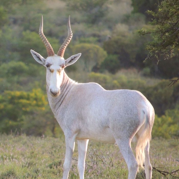 White Blesbok Wit Blesbok 2