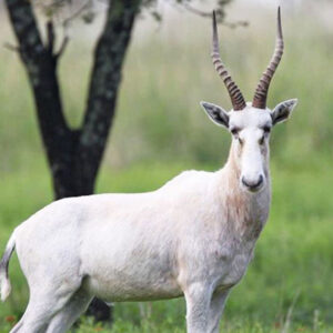 White Blesbok