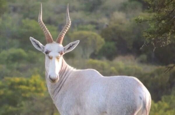 White Blesbok Wit Blesbok 4