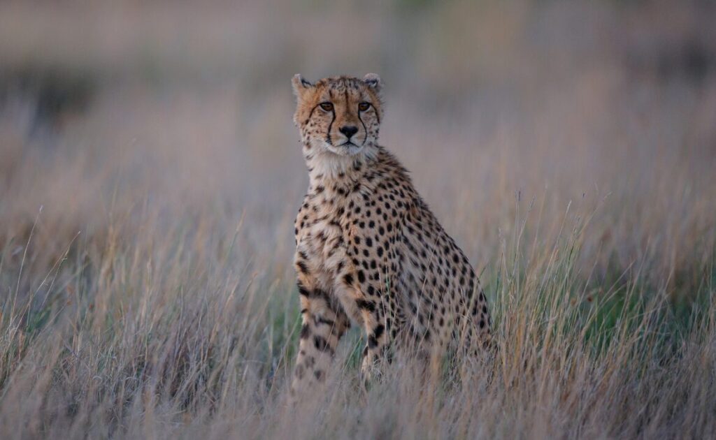 cheetah on the hunt in South Africa