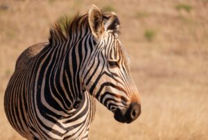hartmann’s mountain zebra 1