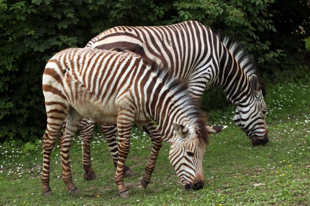 hartmann’s mountain zebra 2